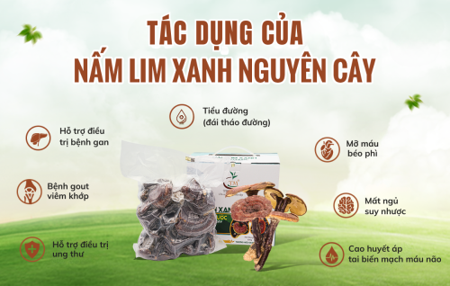 Bật mí một số bài thuốc từ nấm Lim Xanh hỗ trợ chữa bệnh hiệu quả